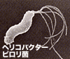 ヘリコバクター・ピロリ菌